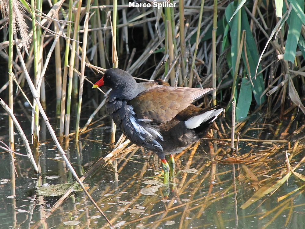 Gallinella d''acqua nel canneto